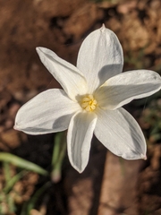 Zephyranthes chlorosolen