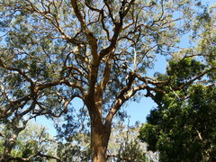 Angophora costata