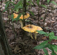 Amanita muscaria