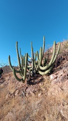 Stenocereus thurberi