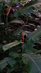 Heliconia