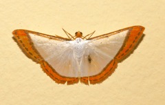 Leuciris