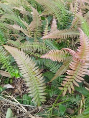 Blechnum occidentale