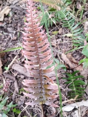 Blechnum occidentale