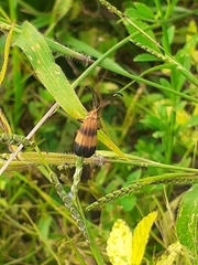 Calopteron