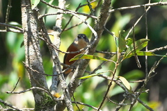 Microspingus lateralis