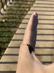 Aulacus braconiformis