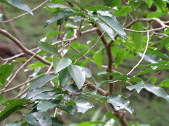 Putranjiva formosana