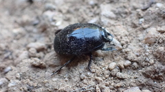 Histeridae
