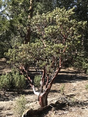 Arctostaphylos pungens