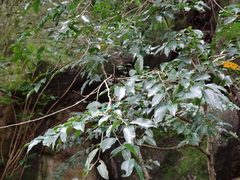 Putranjiva formosana