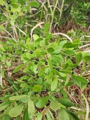Ilex glabra