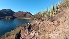 Stenocereus thurberi