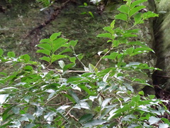 Putranjiva formosana