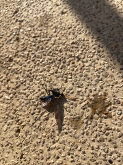 Aulacus braconiformis