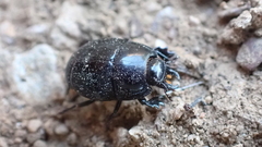 Histeridae