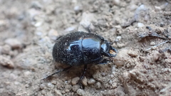 Histeridae