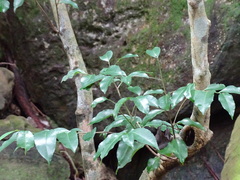 Putranjiva formosana