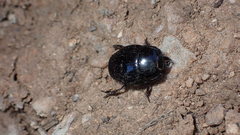 Histeridae