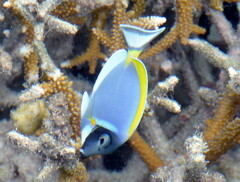 Acanthurus leucosternon