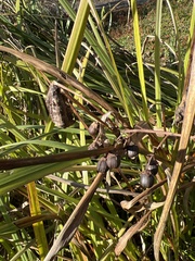 Bolboschoenus robustus