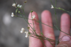 Menodora scabra