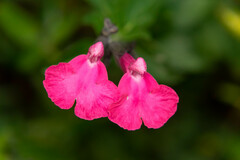 Salvia microphylla