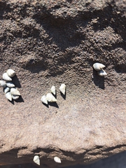 Echinolittorina aspera