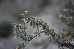 Purshia ericifolia