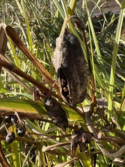 Bolboschoenus robustus