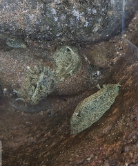 Dolabrifera nicaraguana