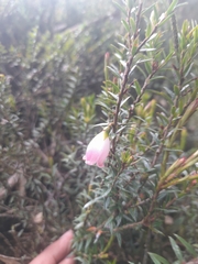 Disterigma pernettyoides