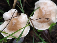 Clitocybe