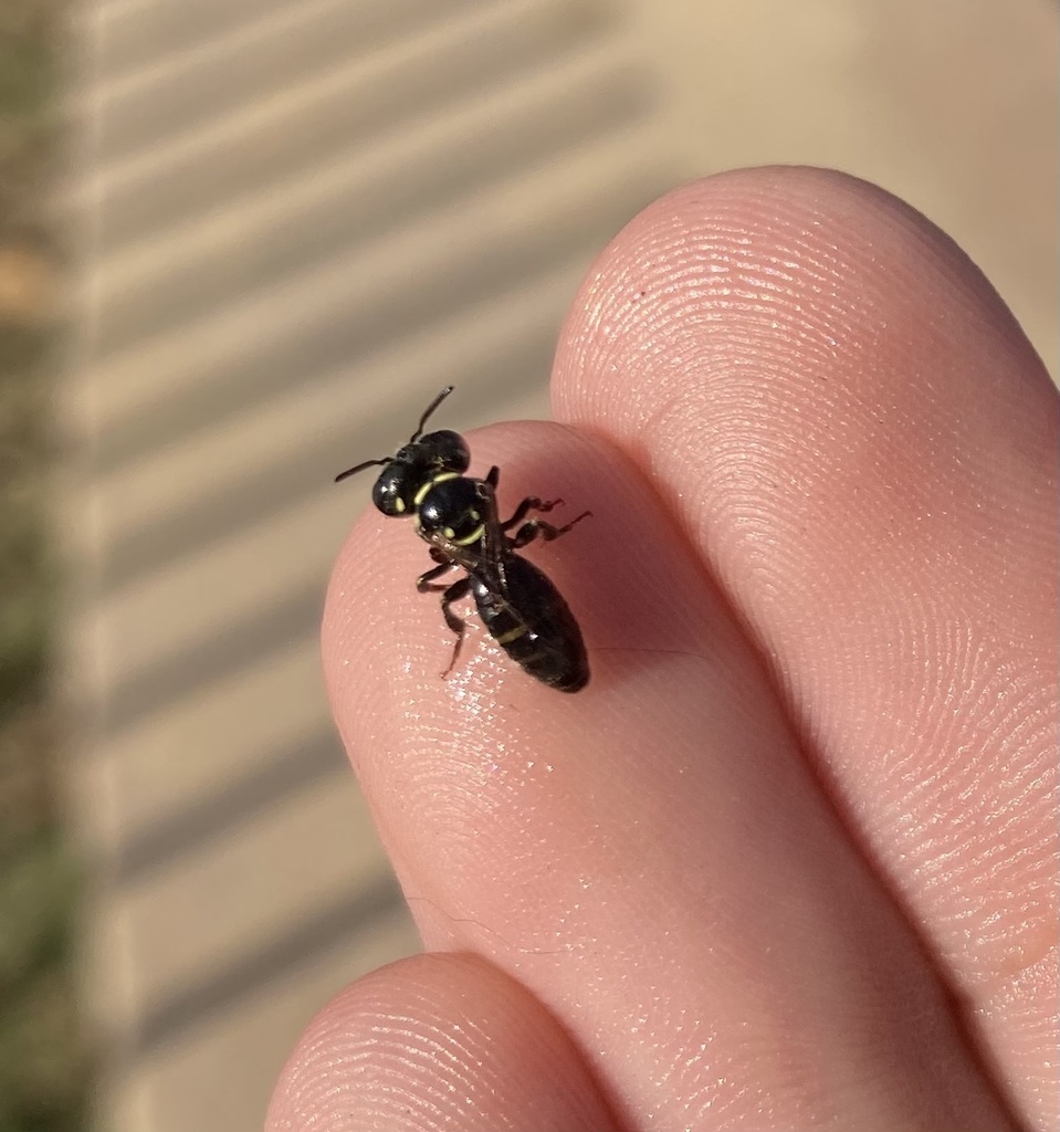 Psaenythia interrupta