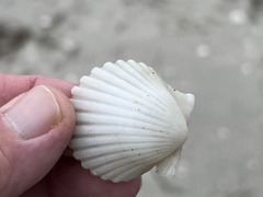 Argopecten irradians