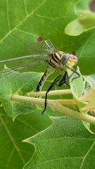 Dromogomphus spoliatus