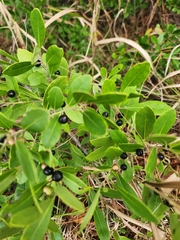 Ilex glabra