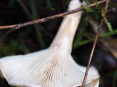 Clitocybe