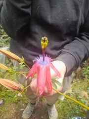 Passiflora buchtienii