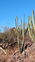 Stenocereus thurberi