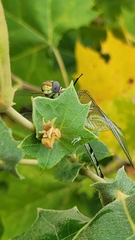Dromogomphus spoliatus