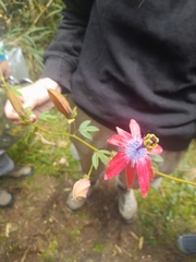 Passiflora buchtienii
