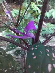 Hypoestes