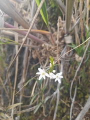 Epidendrum