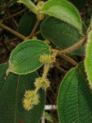 Miconia crenata