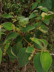 Miconia crenata