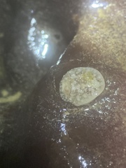 Onchidoris bilamellata