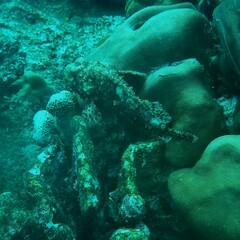 Scorpaenopsis oxycephalus