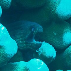 Gymnothorax breedeni