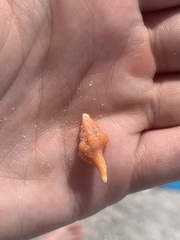 Triplofusus giganteus